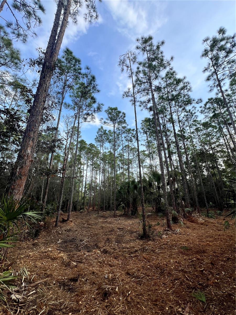 Pantera Ln Property Photo 42