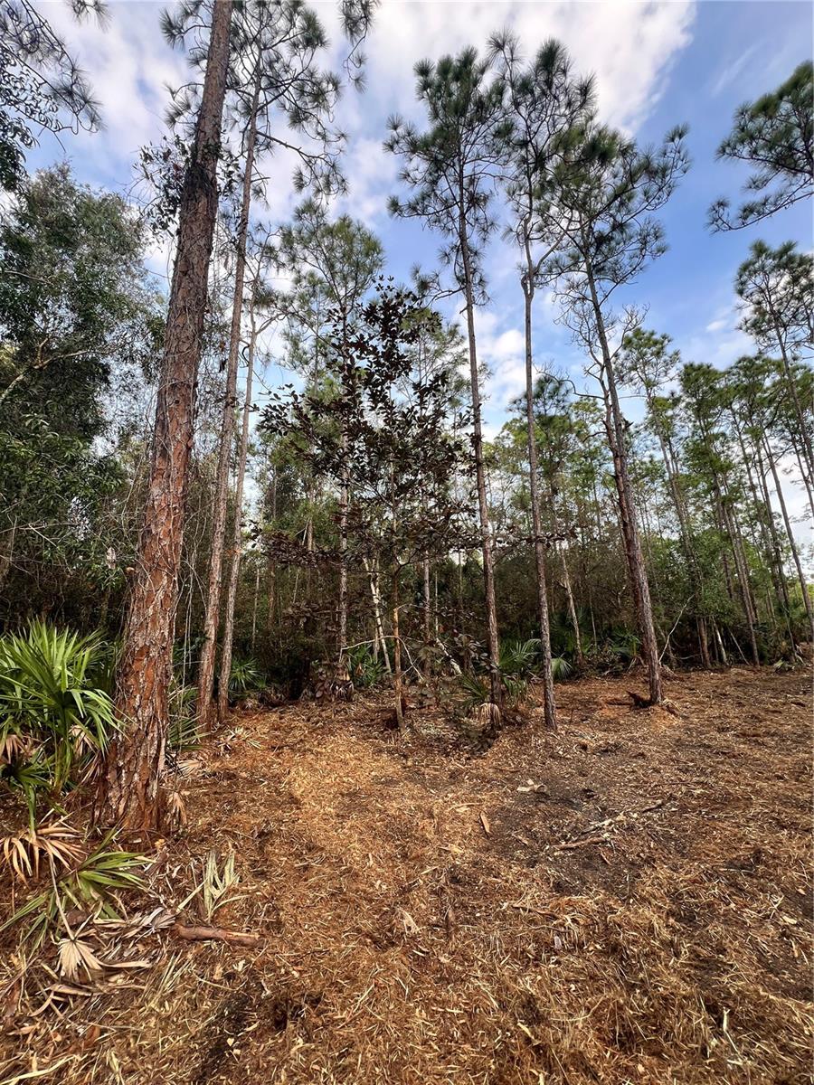 Pantera Ln Property Photo 43