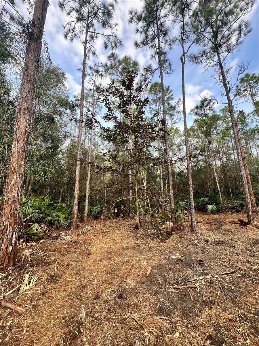 Pantera Ln Property Photo 44