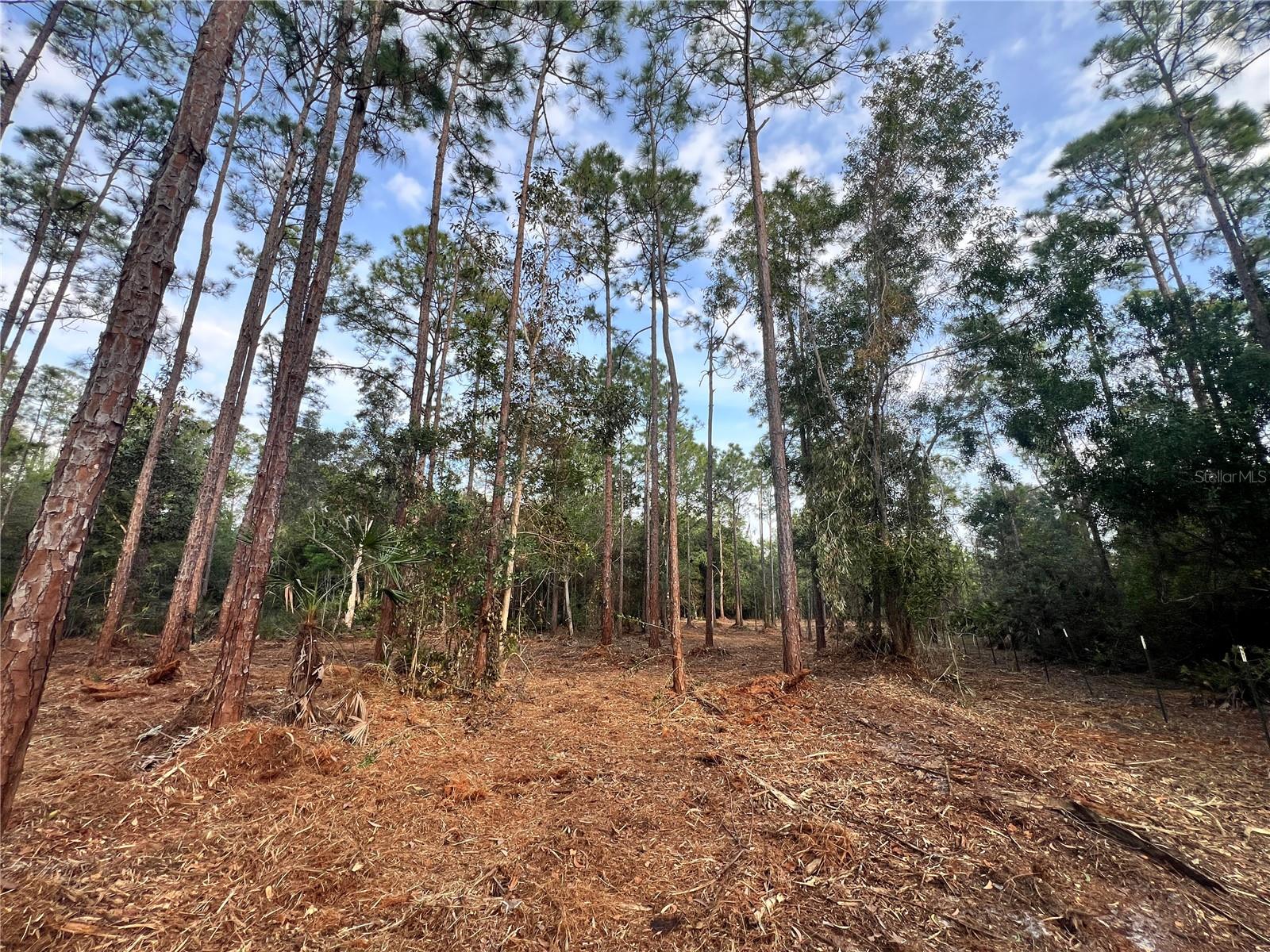 Pantera Ln Property Photo 46