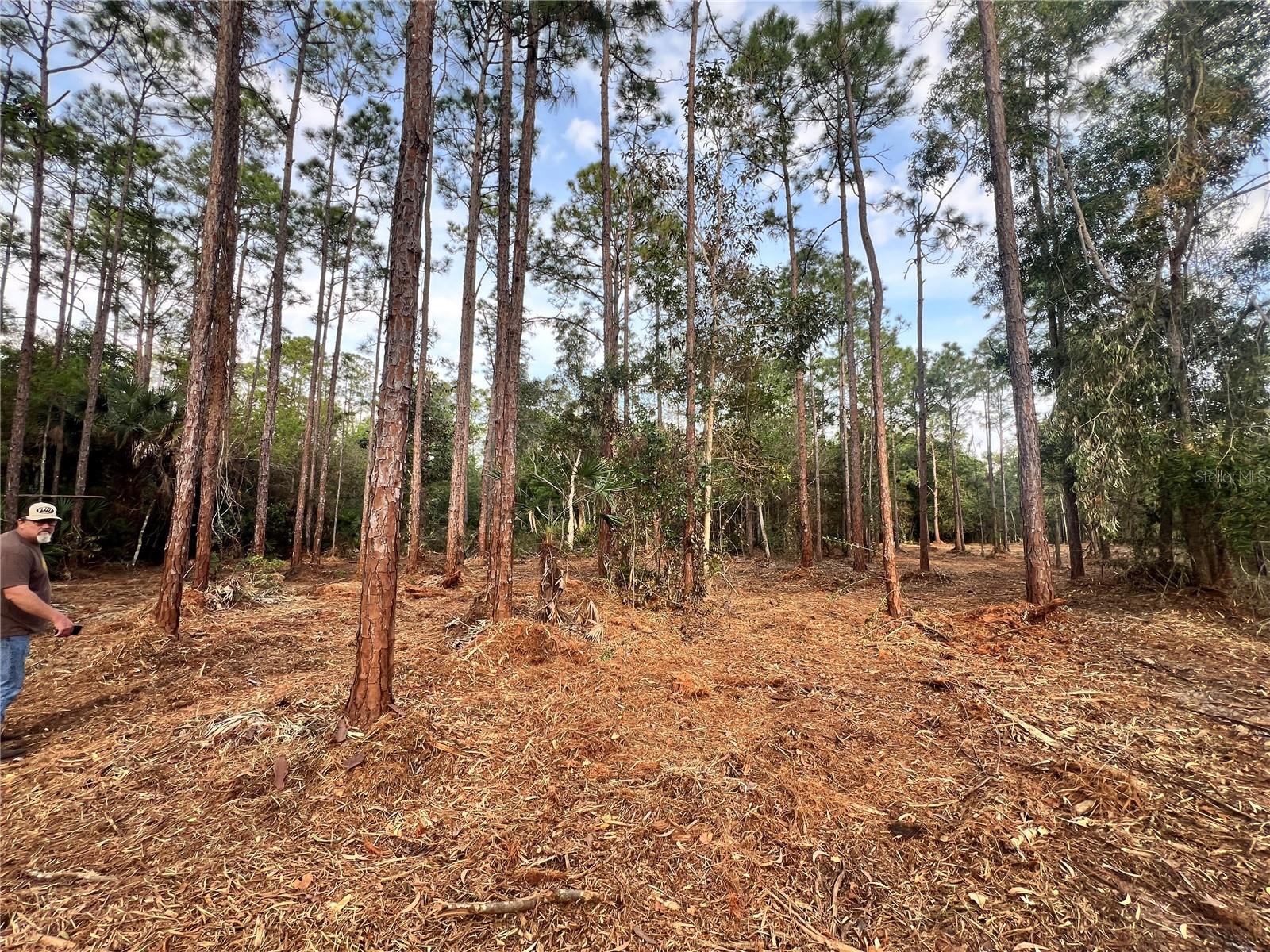 Pantera Ln Property Photo 47