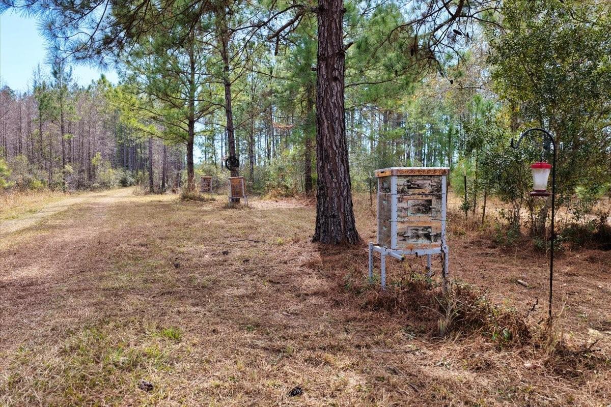 60 Acres Nw Clyatt Road Property Photo 5