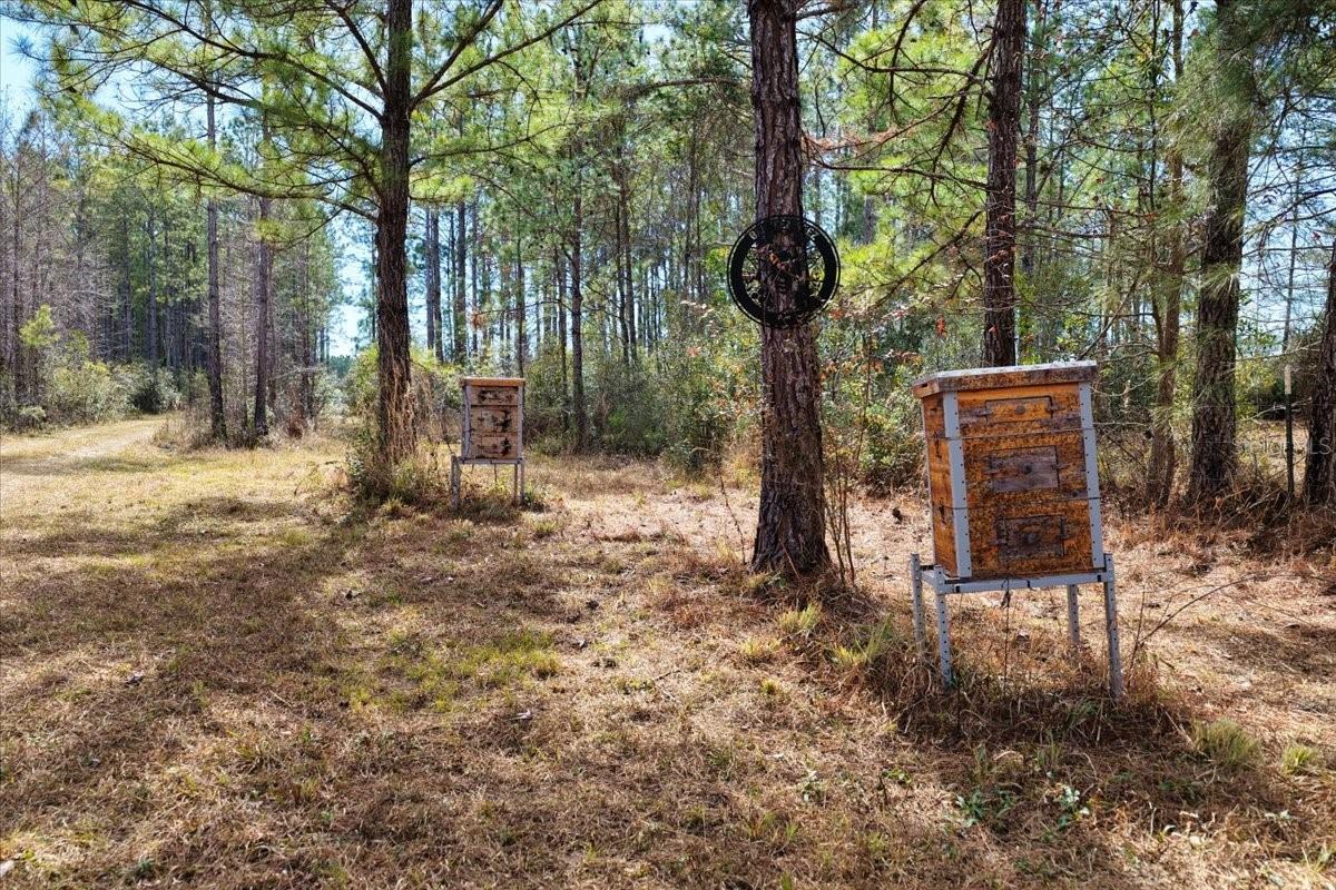 60 Acres Nw Clyatt Road Property Photo 6
