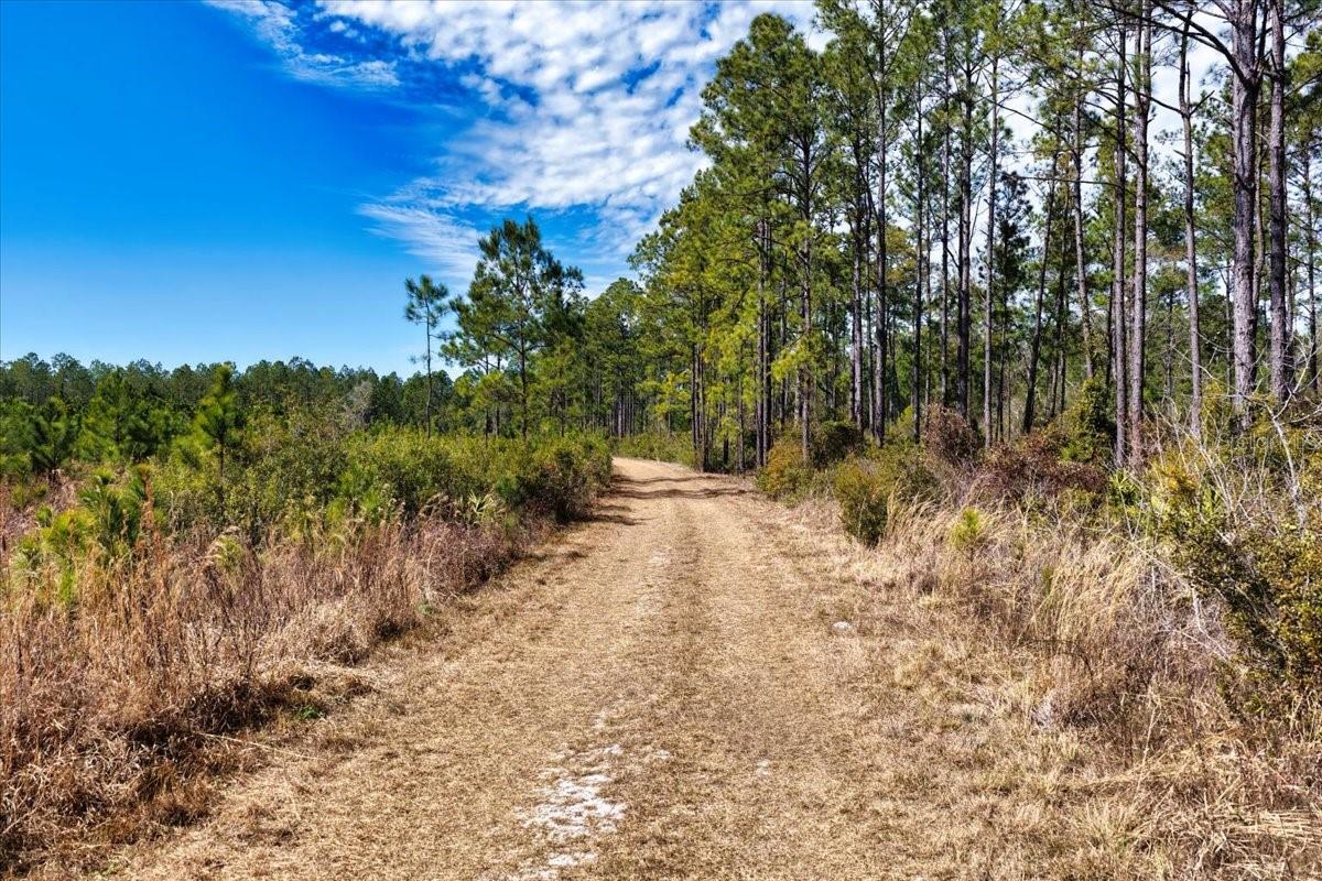 60 Acres Nw Clyatt Road Property Photo 12