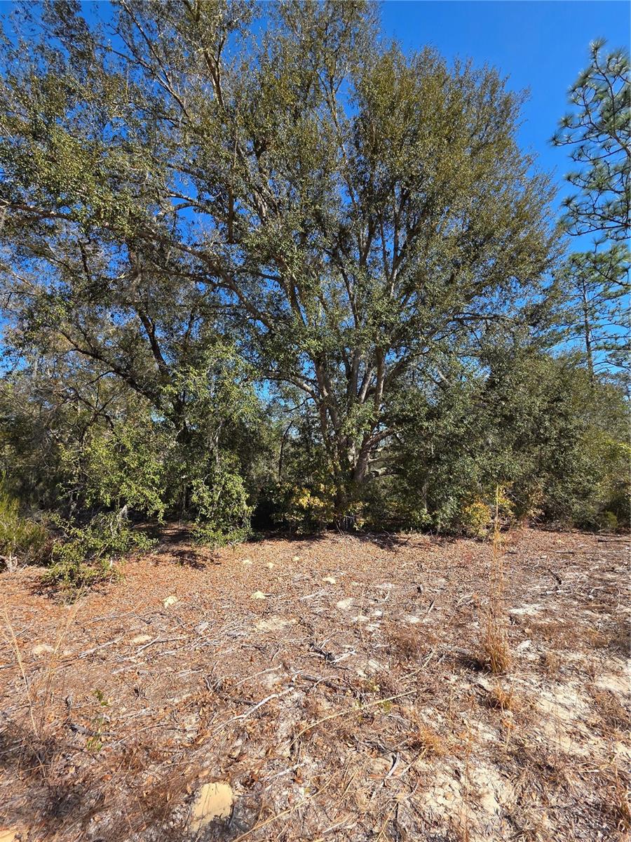 Tbd Ne 87th Pl Property Photo 9
