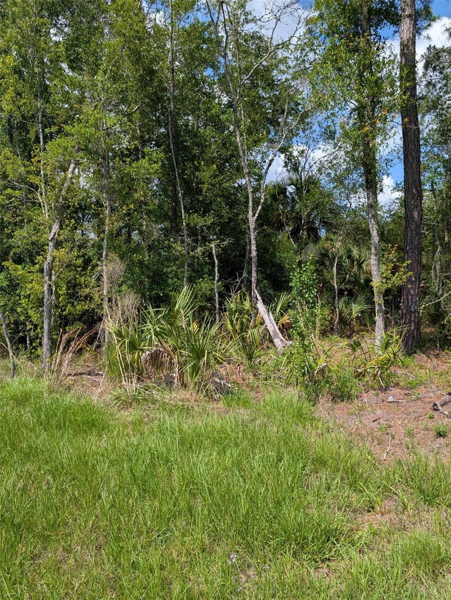 5251 N Us 19 Hwy Property Photo 6