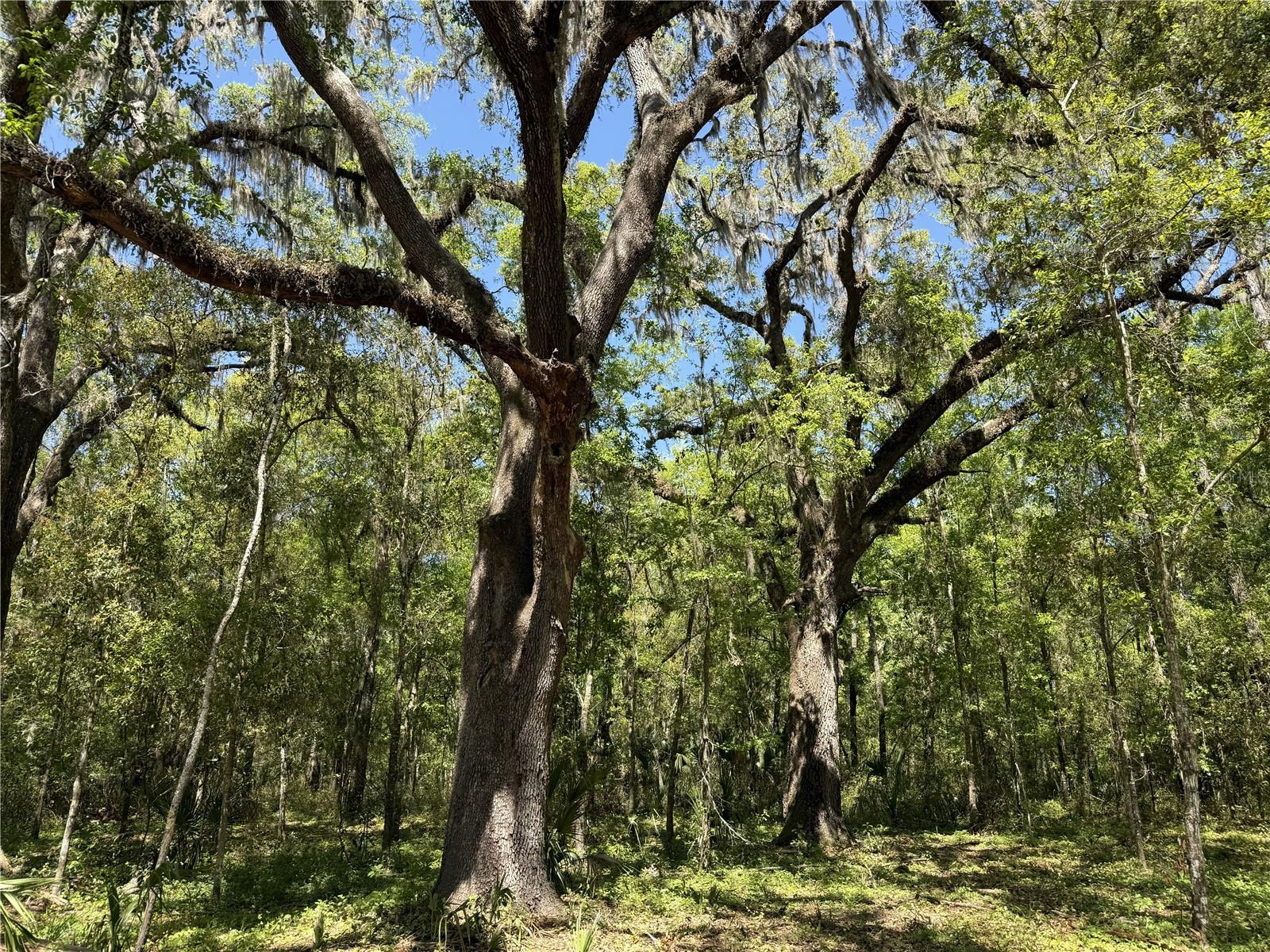 Irvine Acres #5 (13ac) W Hwy 318 Property Photo 6