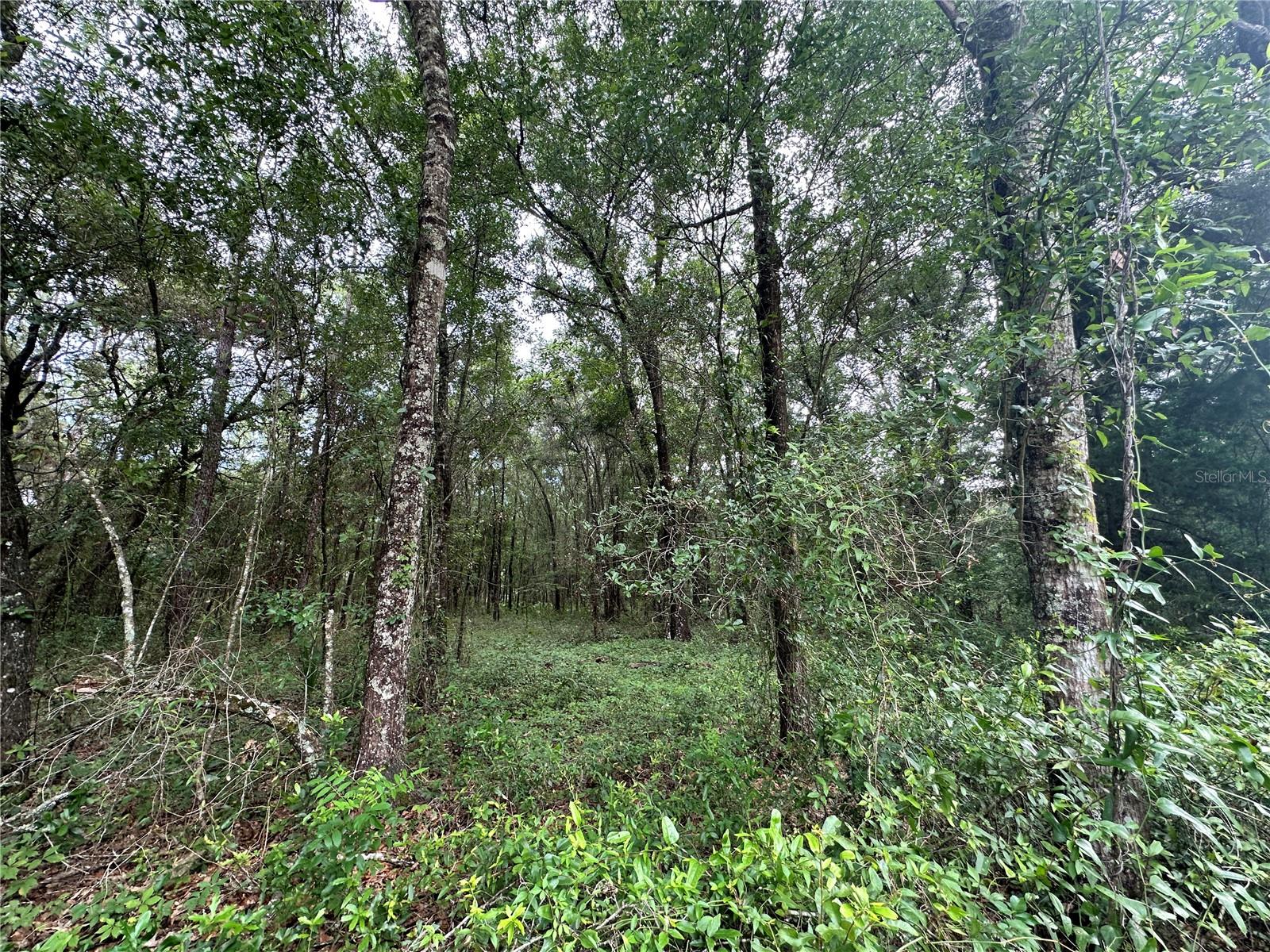 Tbd Ne 65th Ln Property Photo 6