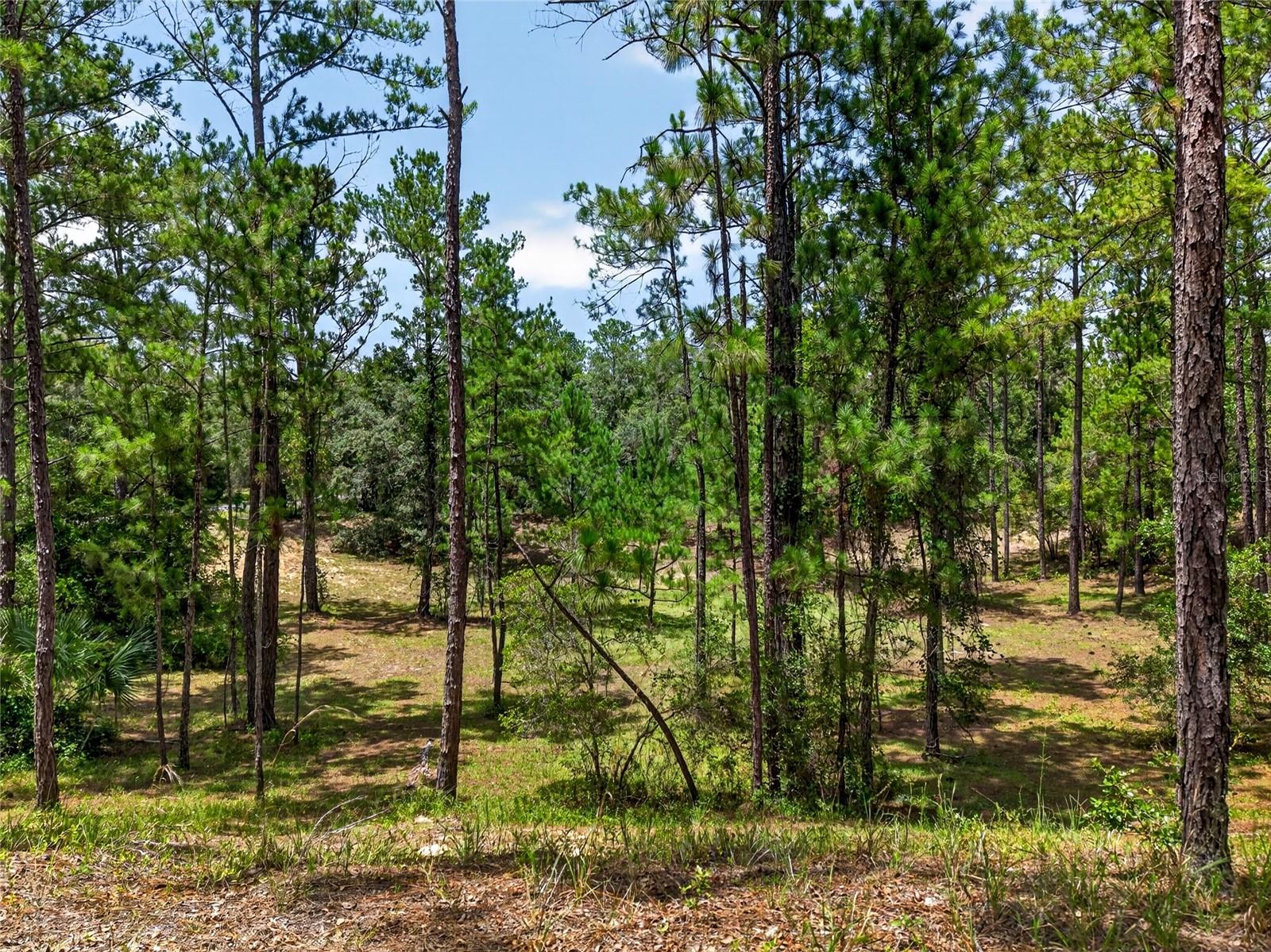 8355 N Orton Way Property Photo 3