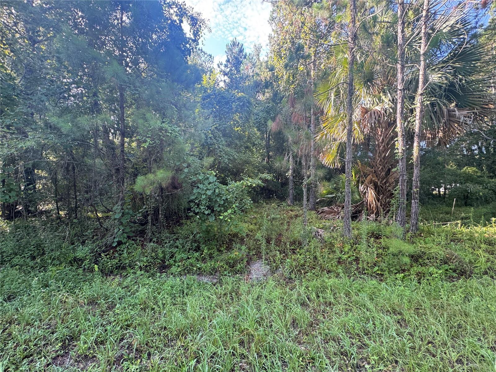 TBD SEQUOIA LOOP DR Property Photo 1