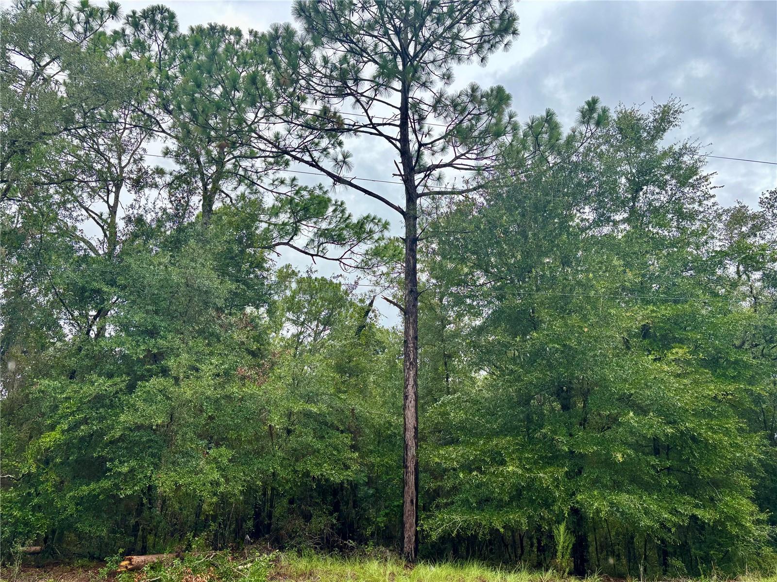 Lot 28 Sw 206 Cir Property Photo 3