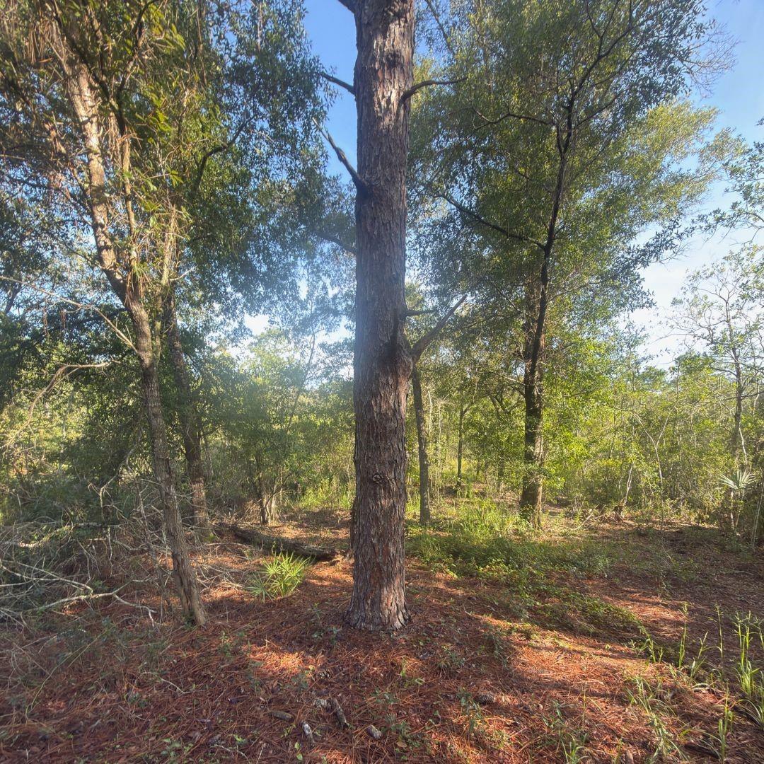 19037 Parakeet Rd Property Photo 3
