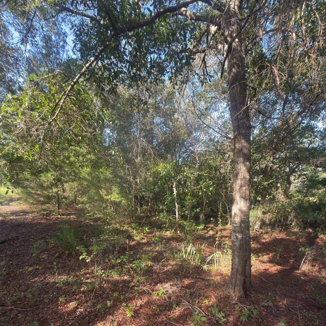 19037 Parakeet Rd Property Photo 5