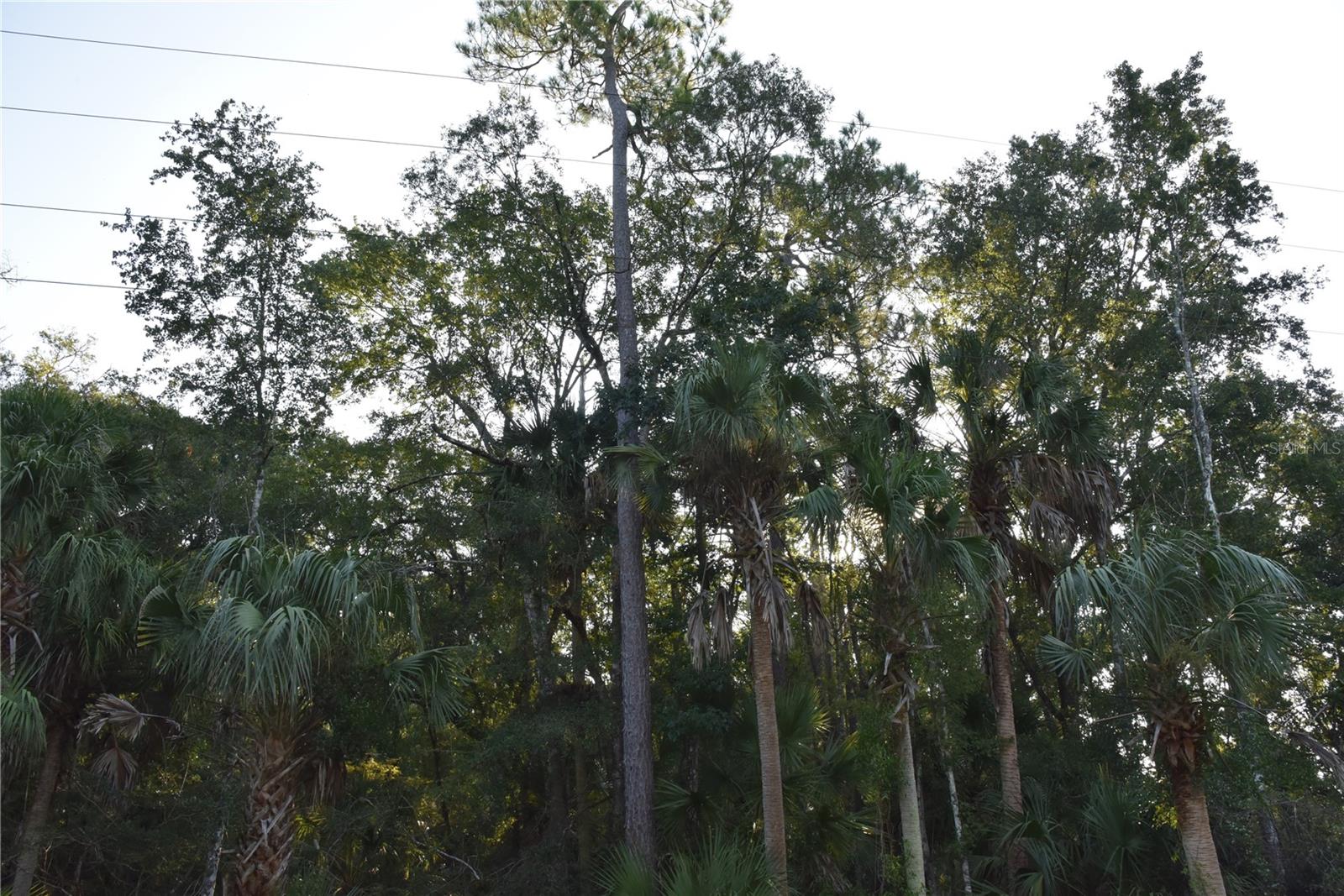 Middle Rd Property Photo 8