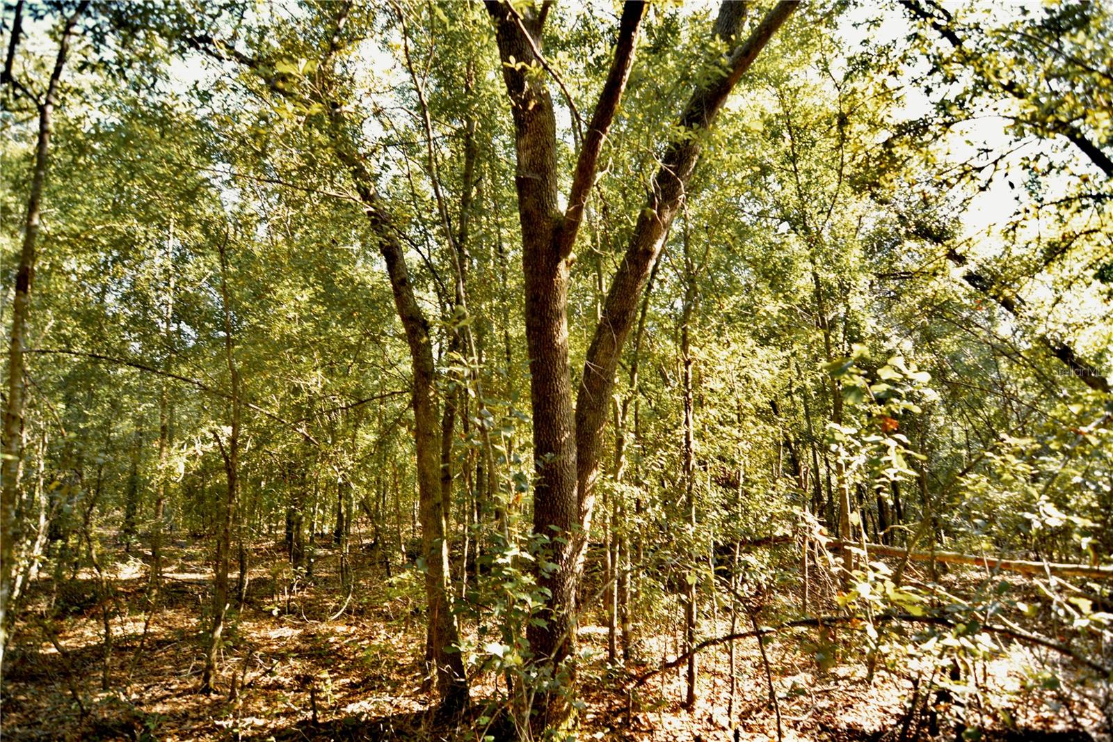 00 Sw 40th Ave Property Photo 60