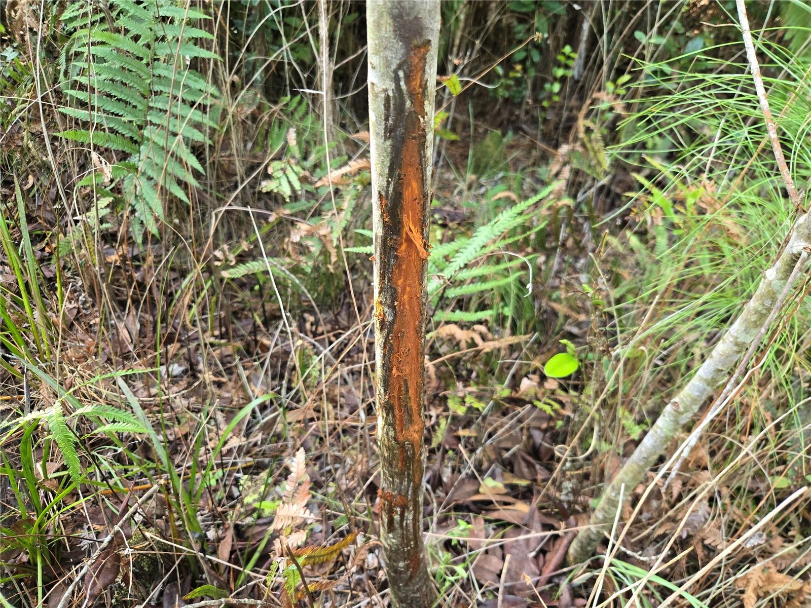 Off Ne 212th St. Property Photo 14