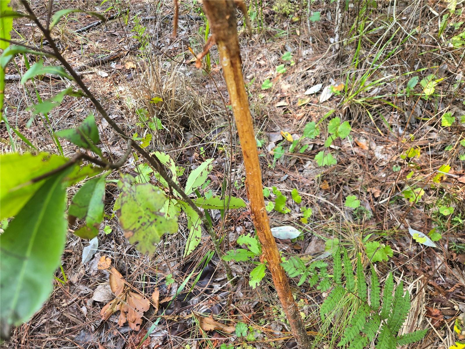 Off Ne 212th St. Property Photo 17