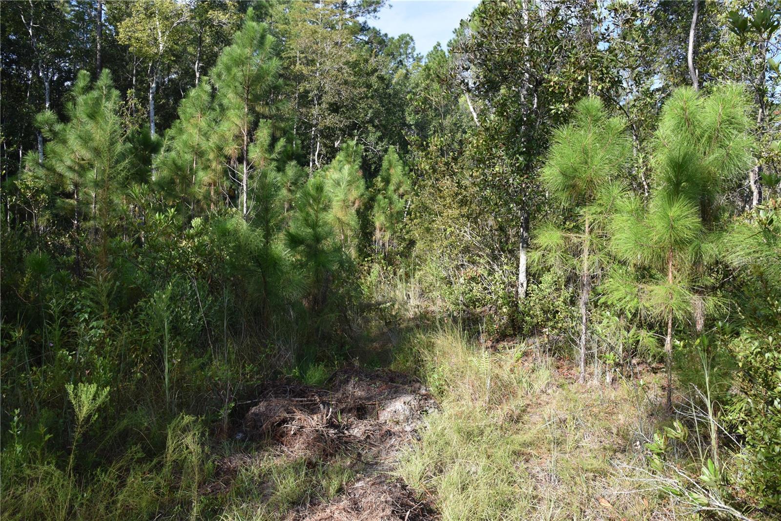 Off Ne 212th St. Property Photo 31