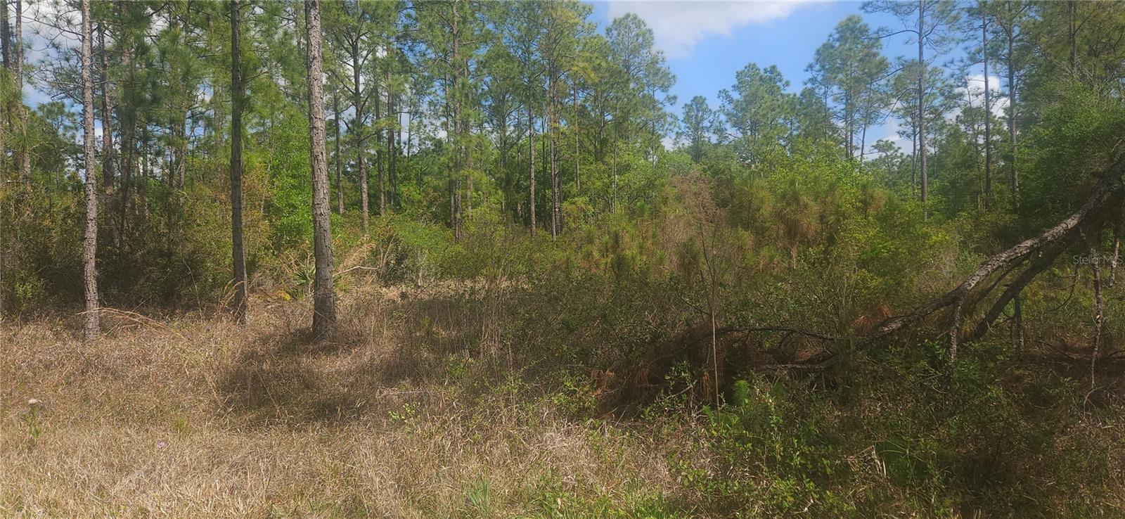 408 Pandora Dr Property Photo 4