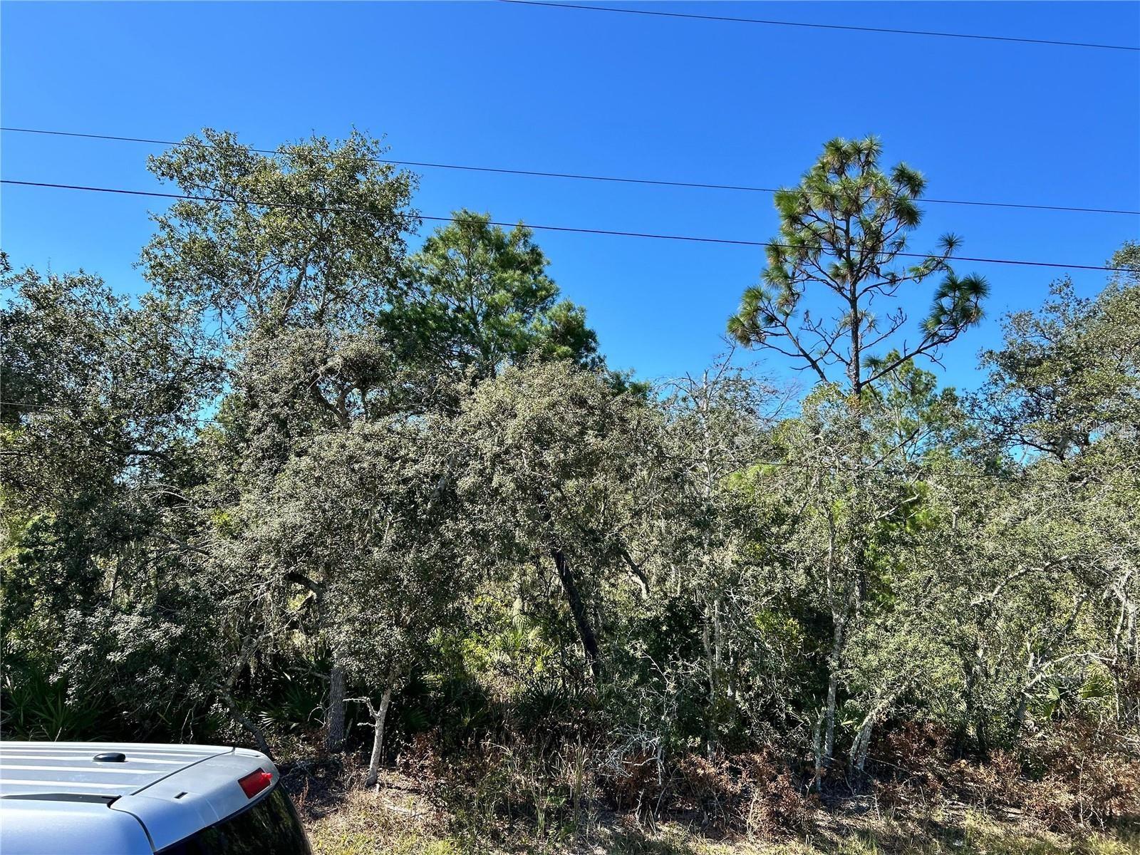 Woodstork Way Property Photo 5