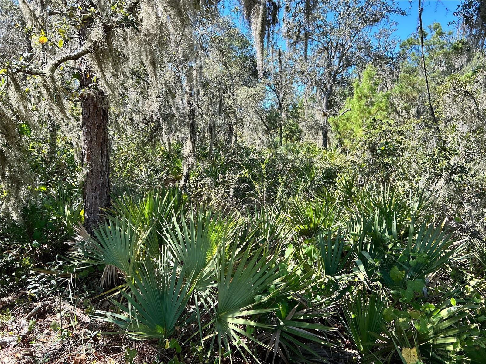 Woodstork Way Property Photo 6