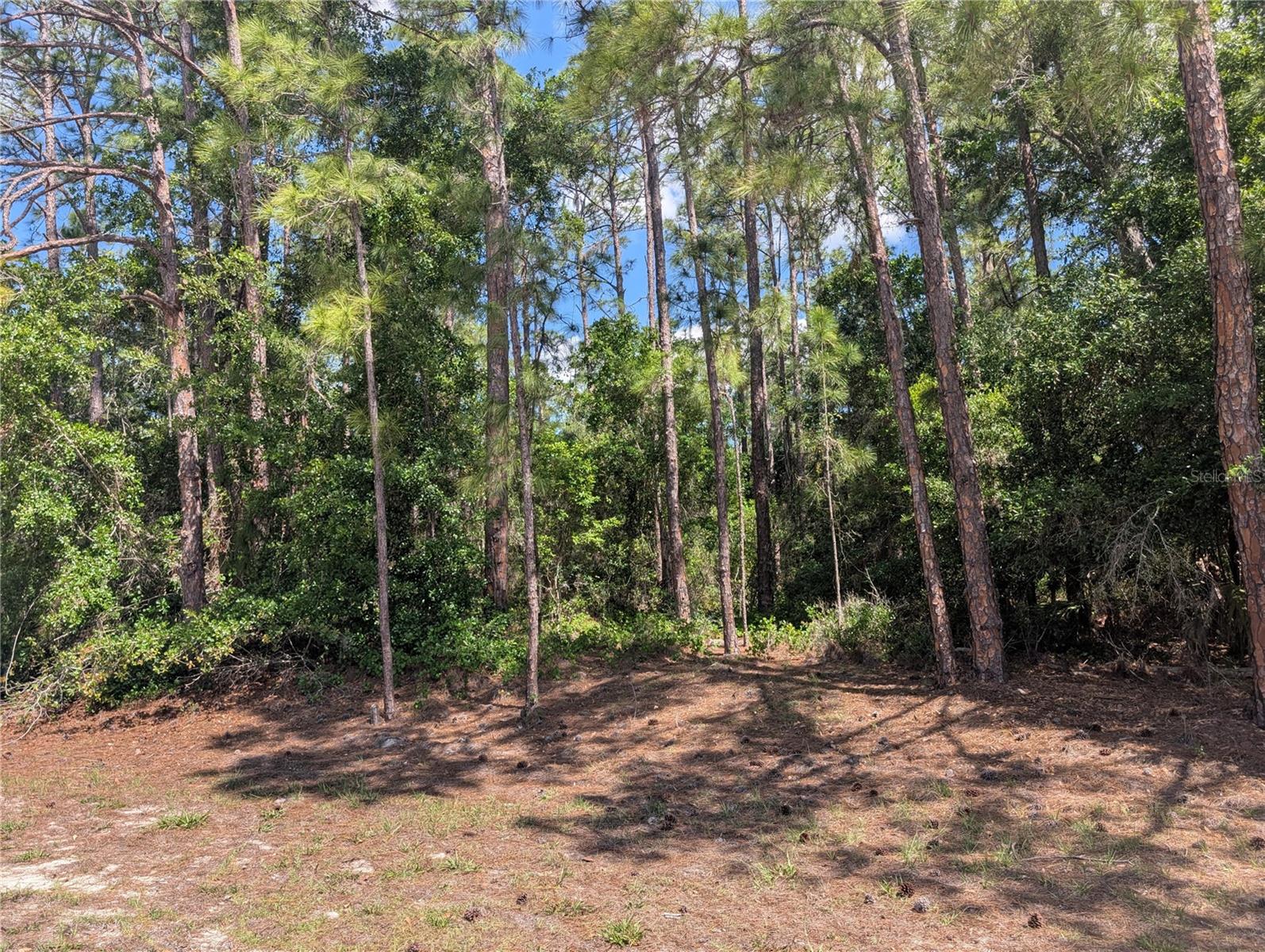 1114 Plumosa Dr Property Photo 4