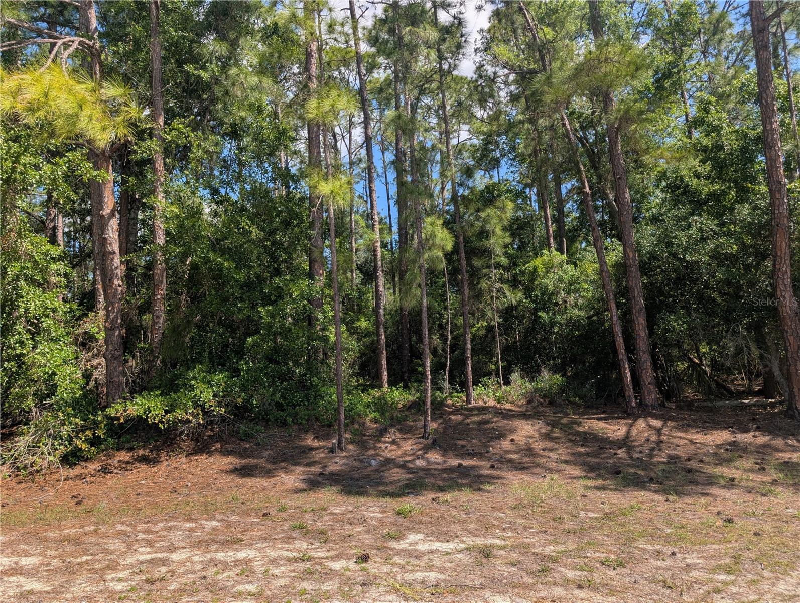1114 Plumosa Dr Property Photo 6