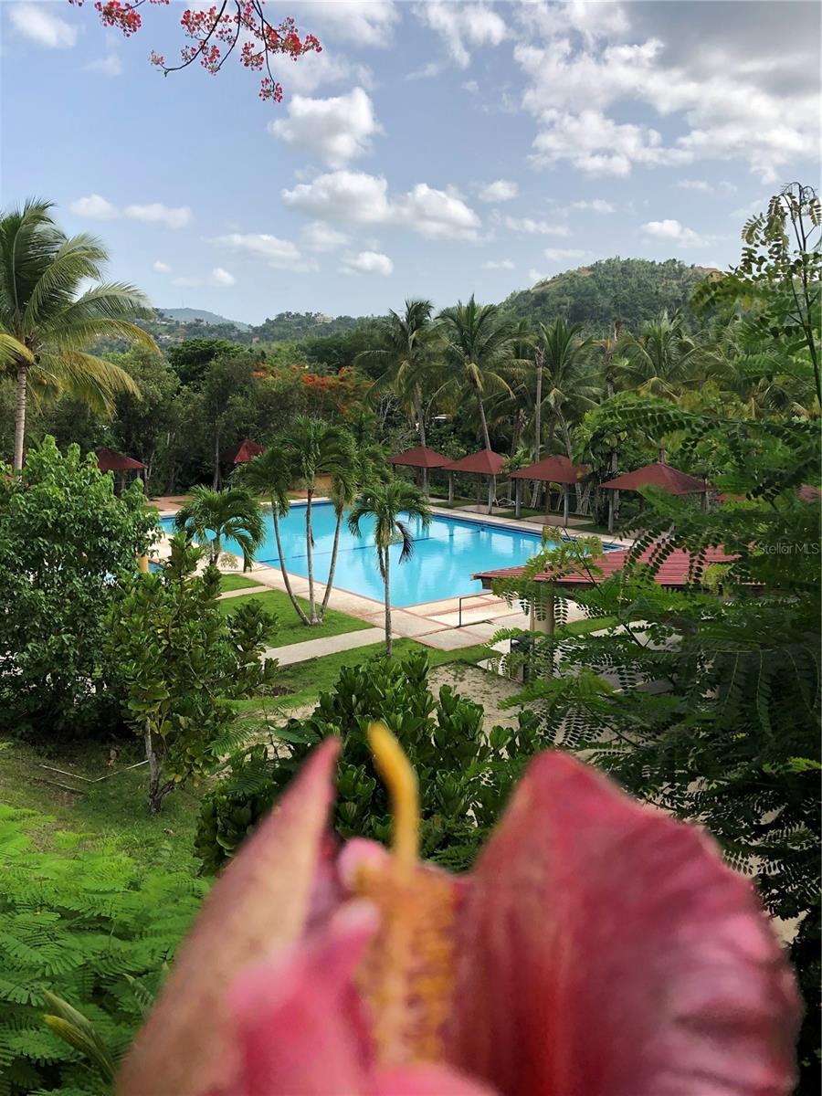 Carr 1, Km 21.3 Bo. La Muda Property Photo 16
