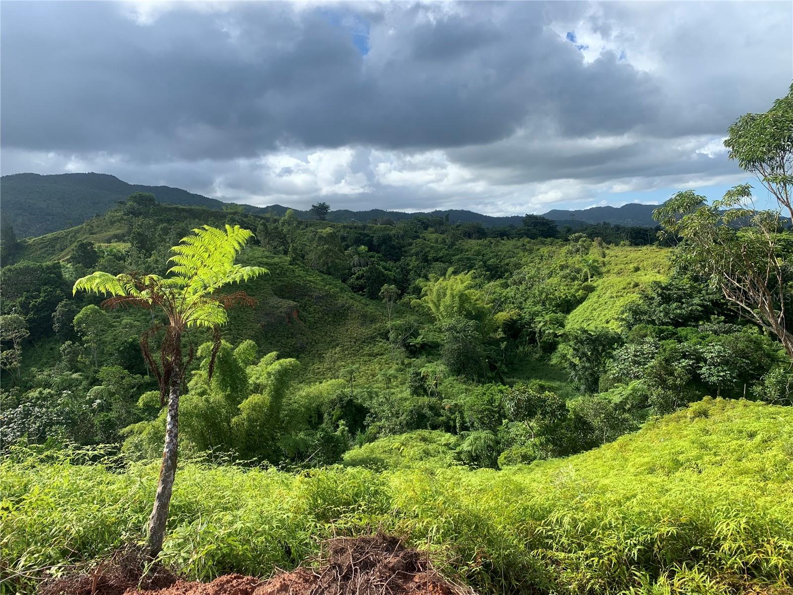Guayabotas Property Photo 10