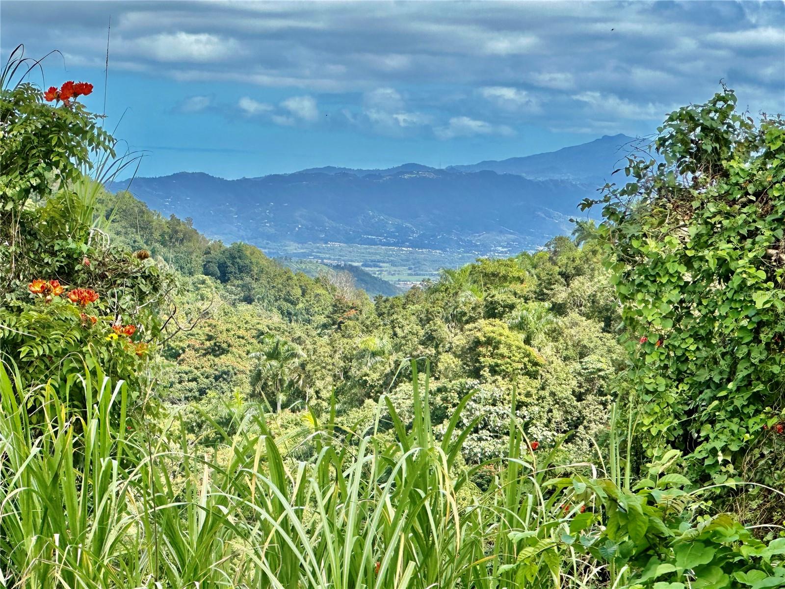 Road 785 Km.hm 4 Barrio Caguitas Property Photo 2