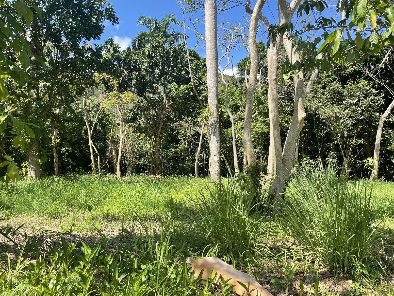 Calle Carraizo Property Photo 14