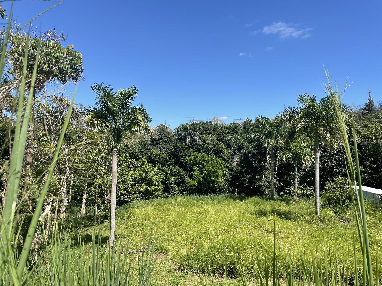 Calle Carraizo Property Photo 15