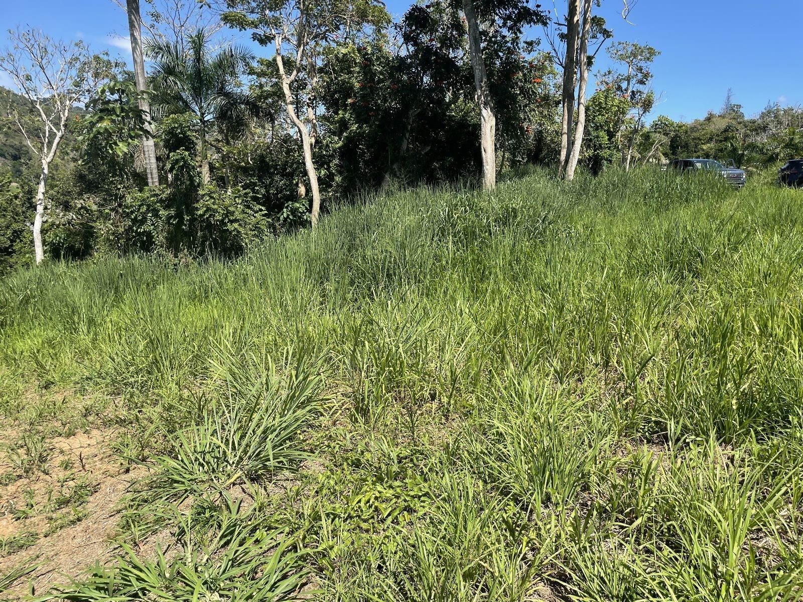 Calle Carraizo Property Photo 17