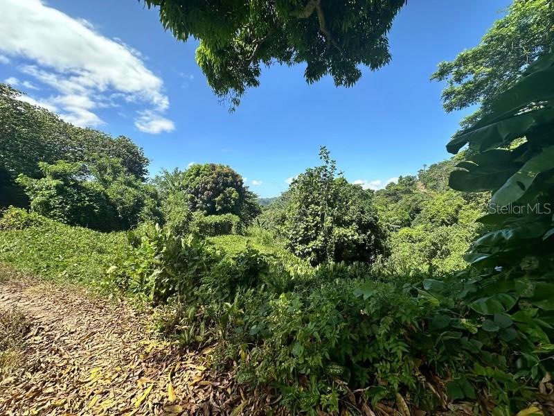 Road Pr-140 Km 34.2 Barrio Don Alonso Property Photo 4