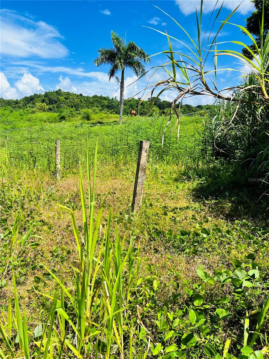 857 Carretera Property Photo 3