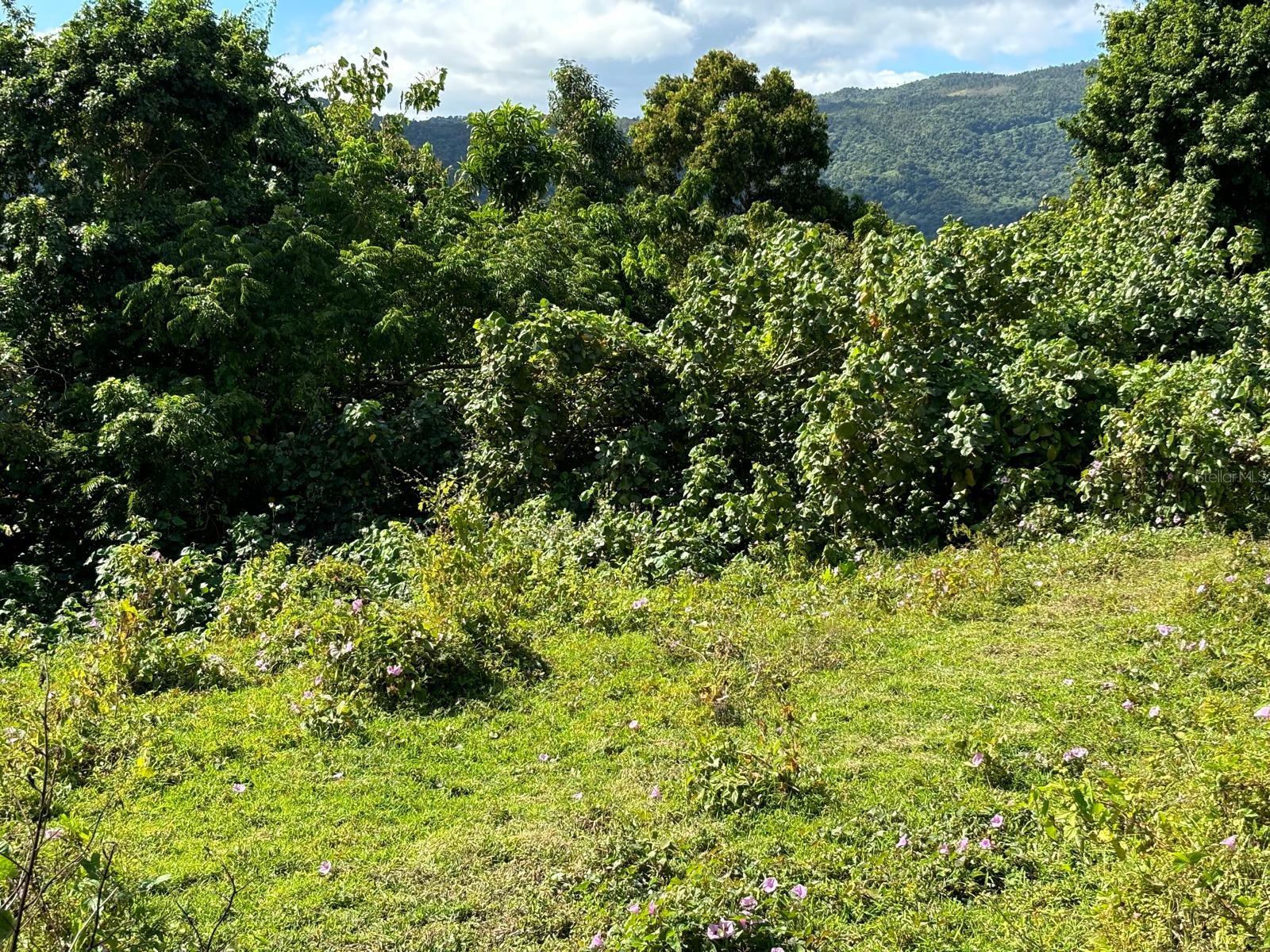 31 Int 950 Km.hm 9.7 Bo Rio Blanco Property Photo 16