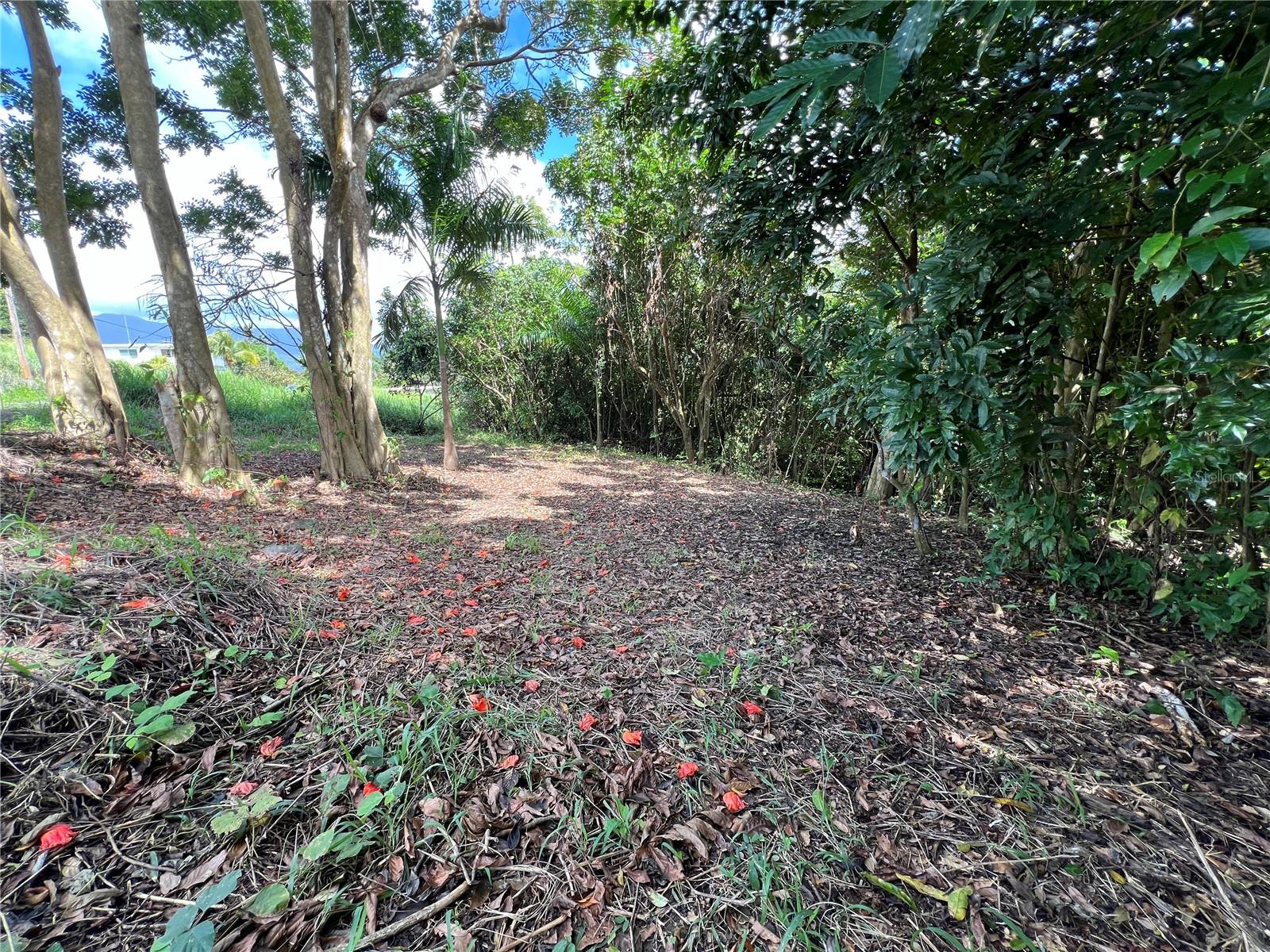 Quebrada Arenas Ward Property Photo 4