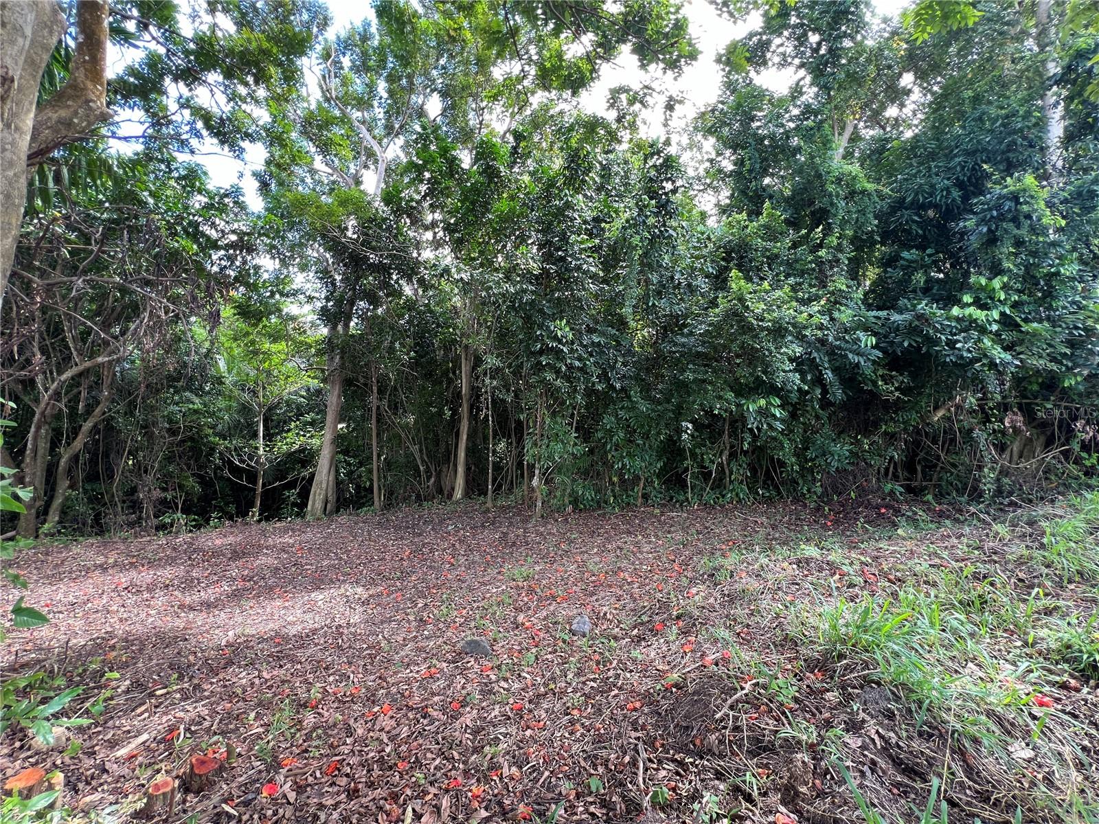 Quebrada Arenas Ward Property Photo 5
