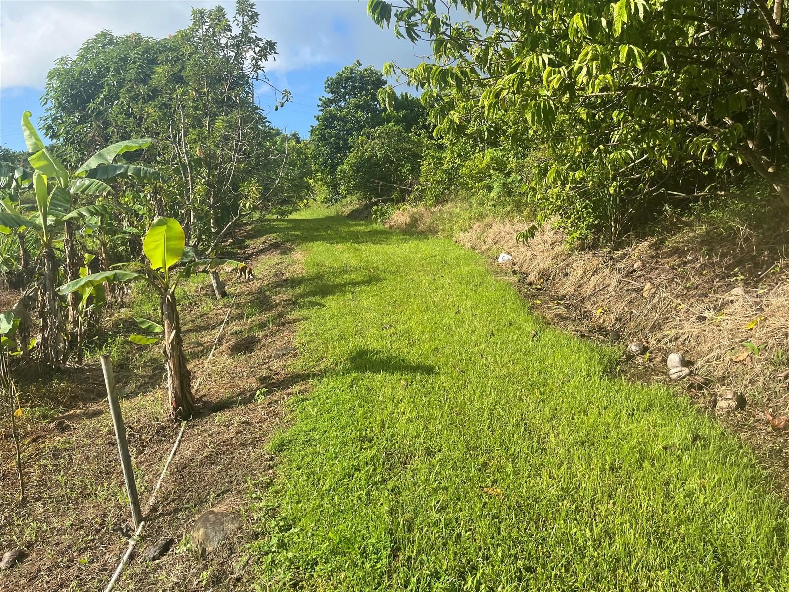 Carr. 857 Km.hm 003 3 Bo. Canovanillas Property Photo 14