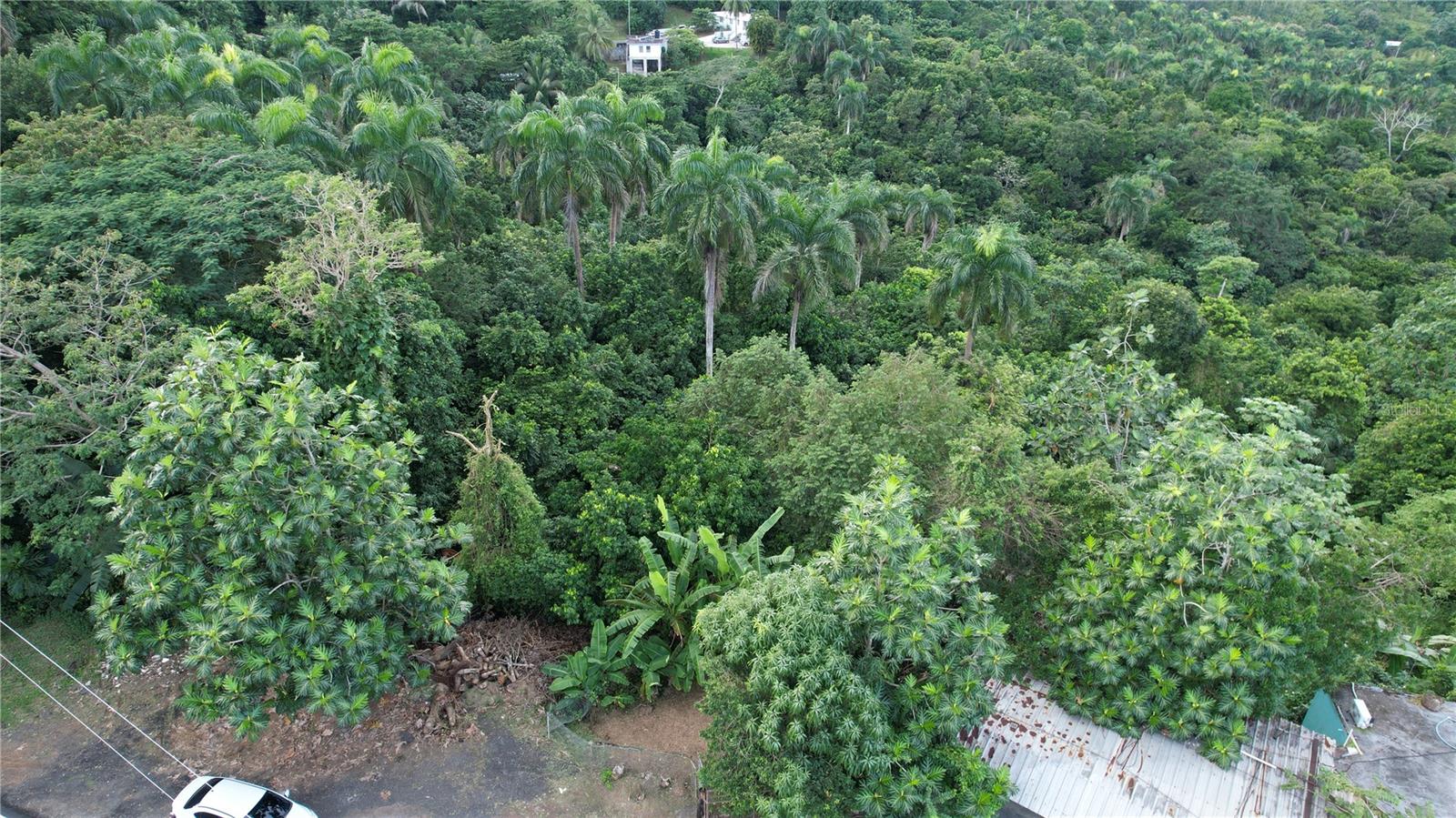 Carr 159 Bo. Dos Bocas Property Photo 3