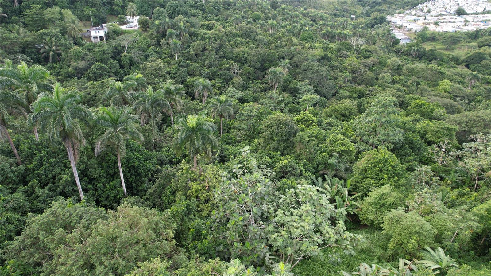 Carr 159 Bo. Dos Bocas Property Photo 4