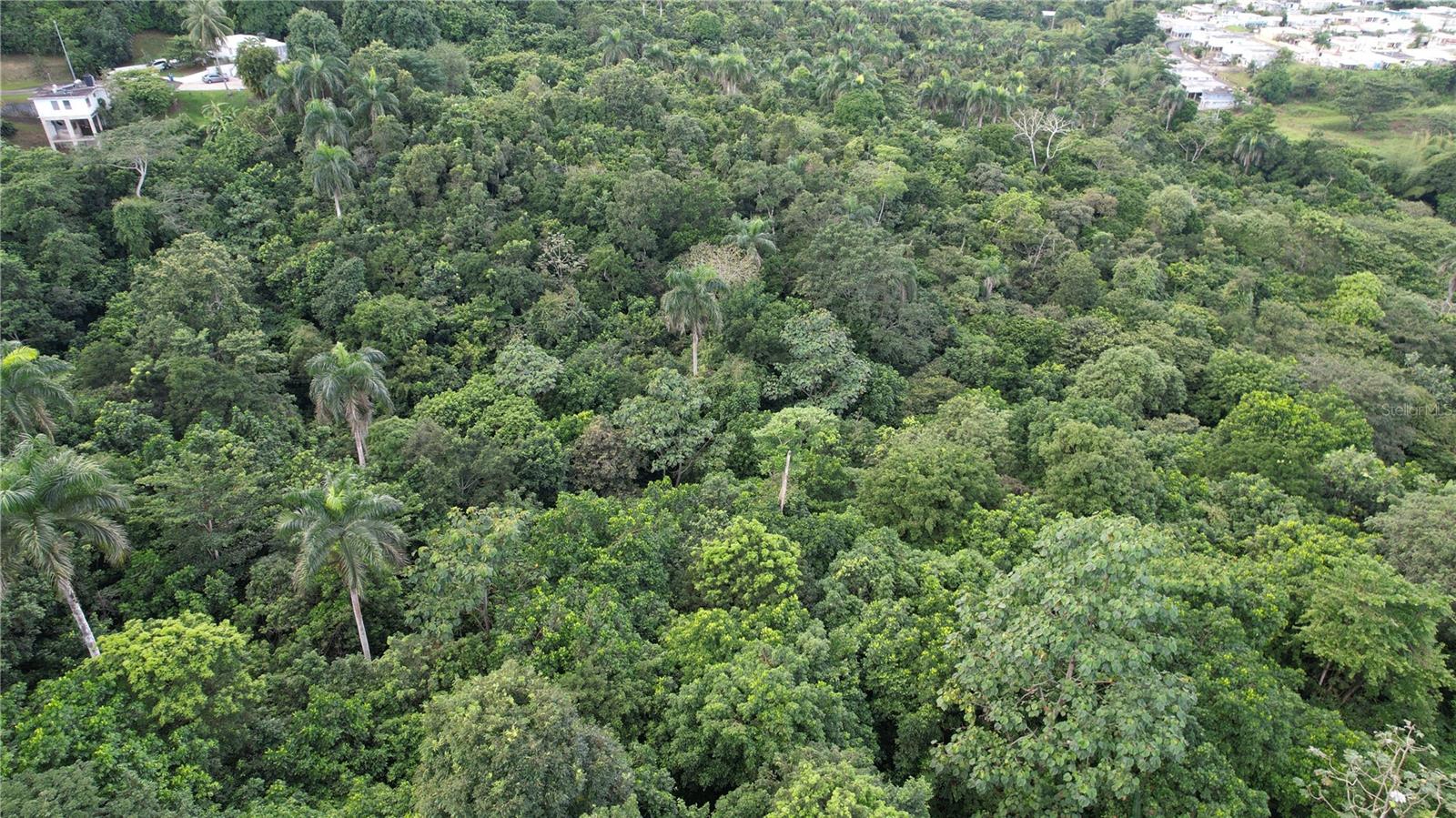 Carr 159 Bo. Dos Bocas Property Photo 5