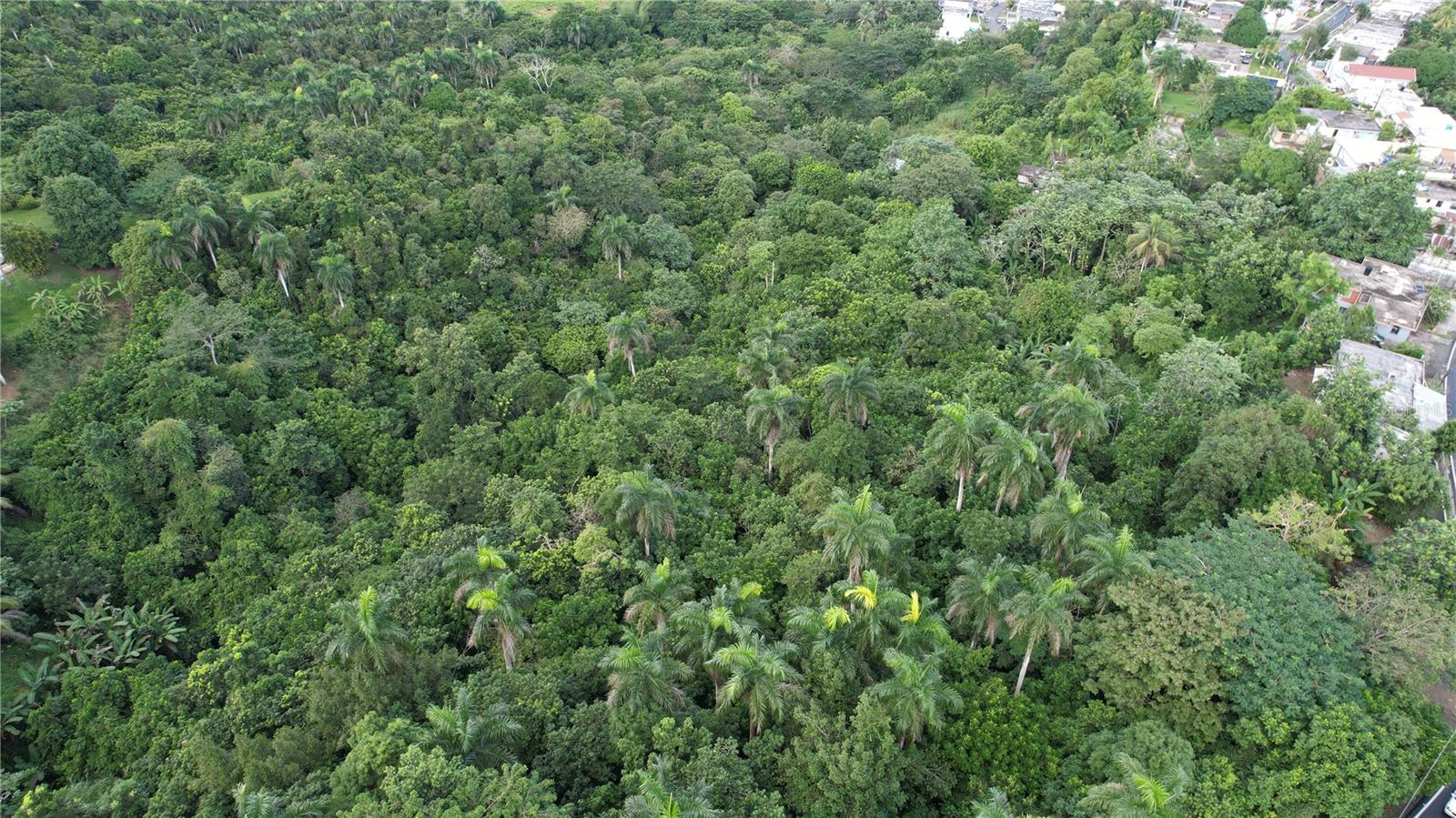 Carr 159 Bo. Dos Bocas Property Photo 7