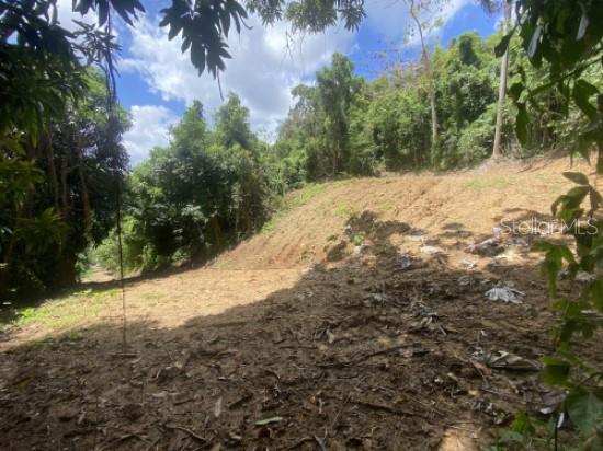 Bo. Turabo Property Photo 4