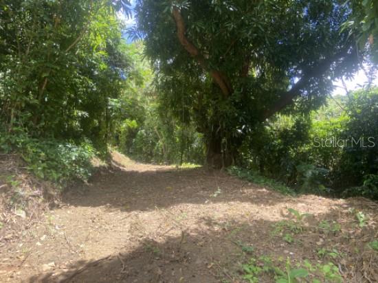 Bo. Turabo Property Photo 5