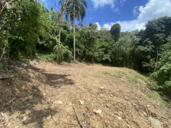 Bo. Turabo Property Photo 8