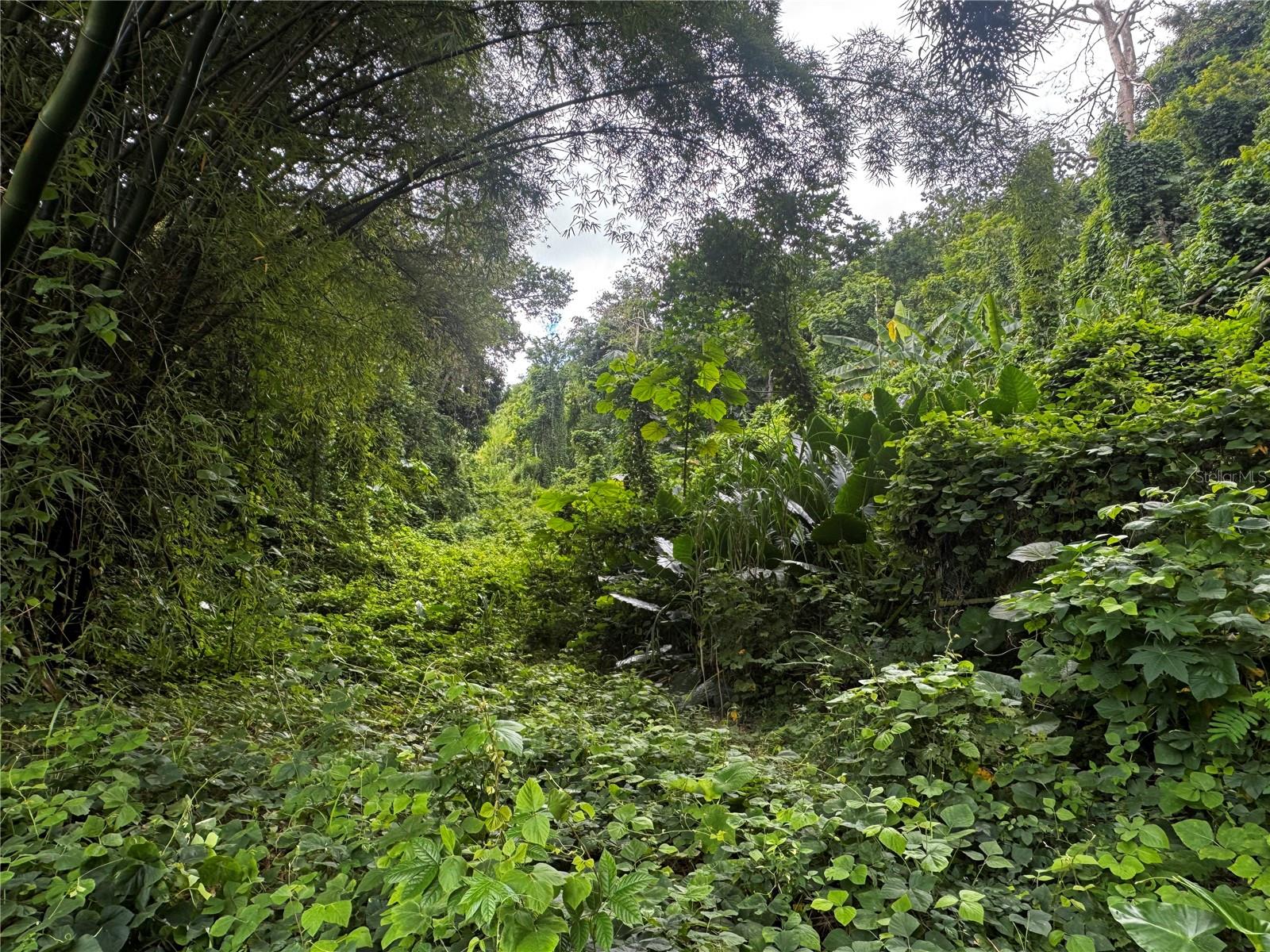 Bo Masa De Gurabo Carr 181 Km 13 Hm 2 #lote 4 Property Photo 6