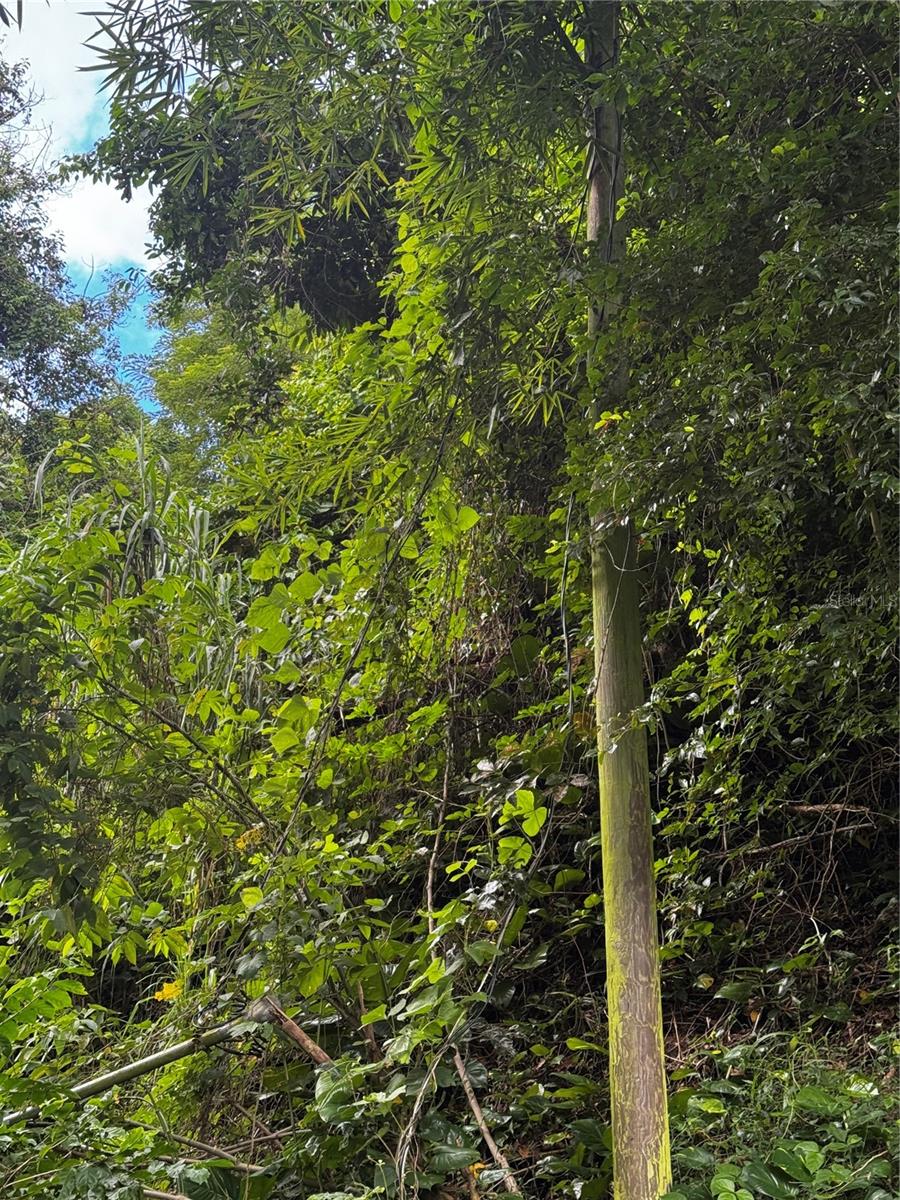 Bo Masa De Gurabo Carr 181 Km 13 Hm 2 #lote 4 Property Photo 9