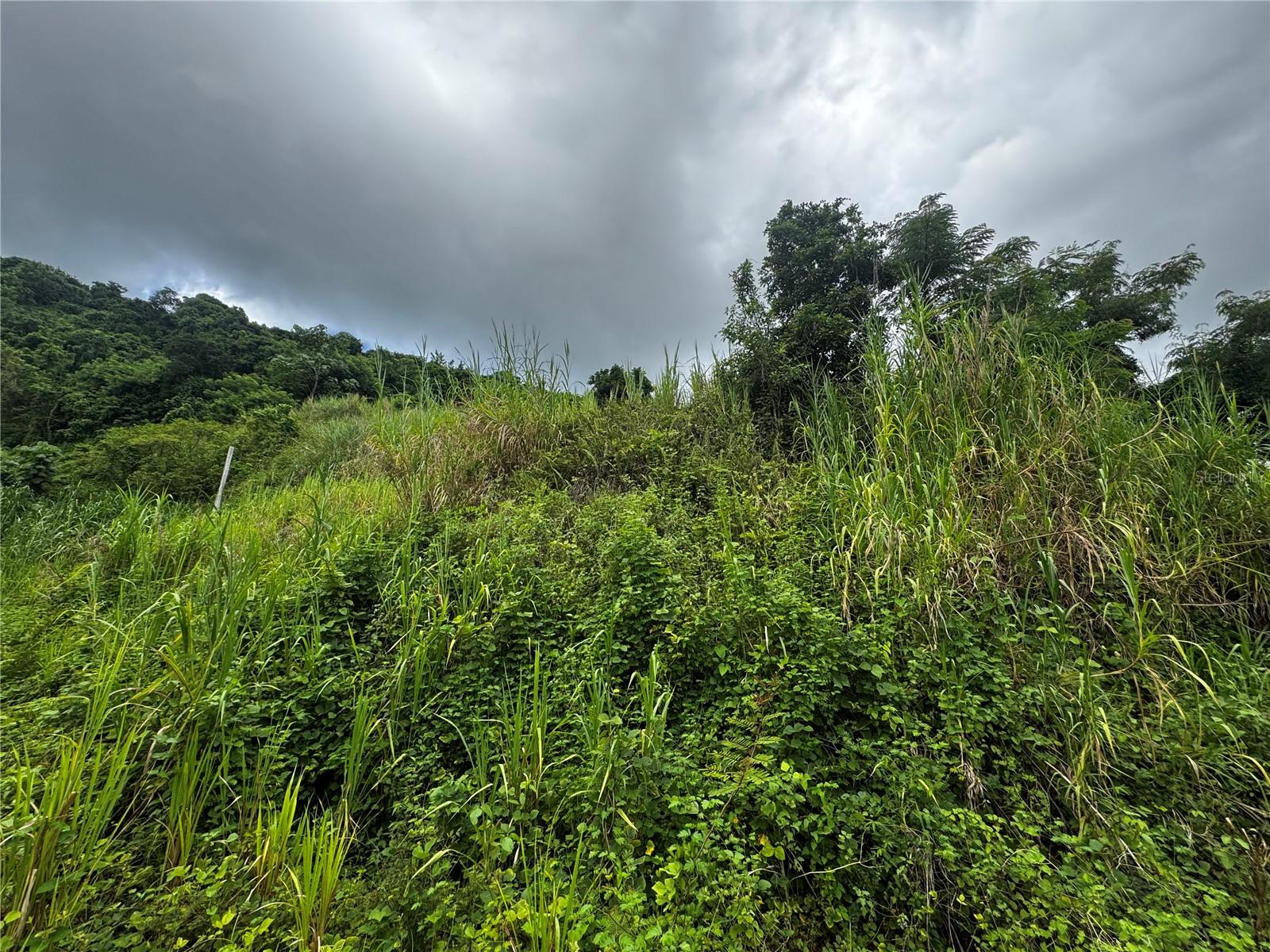 Bo Masa De Gurabo Carr 181 Km 13 Hm 2 #lote 4 Property Photo 12