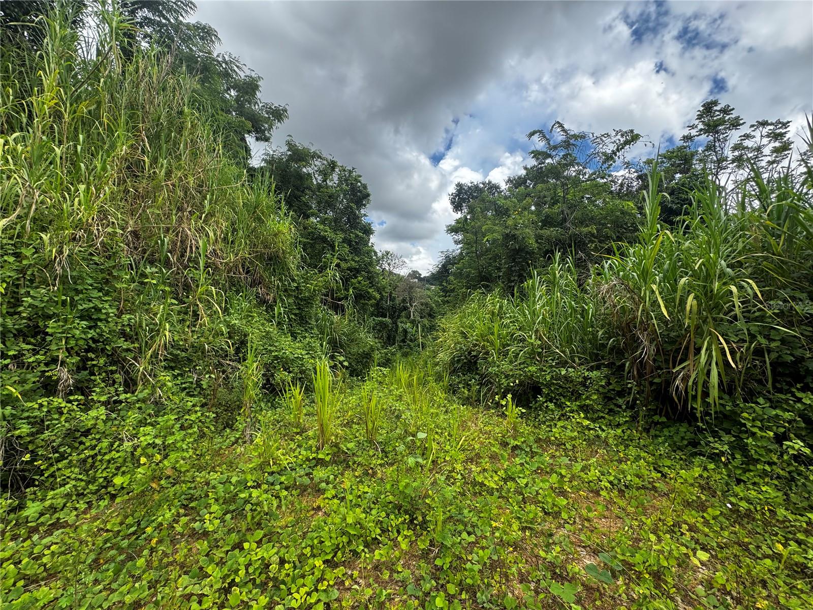 Bo Masa De Gurabo Carr 181 Km 13 Hm 2 #lote 4 Property Photo 13